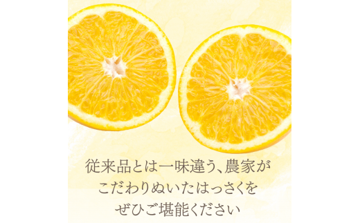 新鮮！はじける食感！「きみのハッサク」約4.5kg (14~17個程度) サイズ L~2L ご家庭用(秀優混合) /八朔 柑橘 和歌山県 手選別 紀美野町産【kmf002】