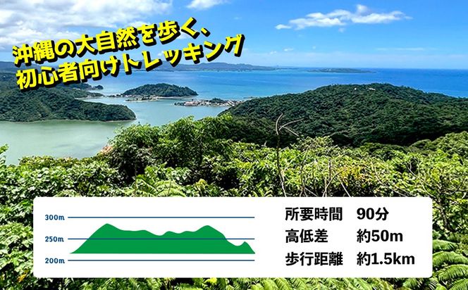 沖縄県北部やんばる・ガジュマルの王様に会いに行こう♪【4名様】