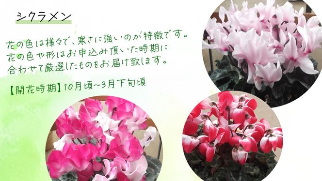 シクラメン【 おまかせ 1点 】 ガーデニング 花 はな フラワー 鉢 鉢植え 常温 ギフト プレゼント 贈り物 贈答 牛久市 確実園 [BG009us]