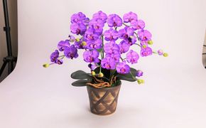 綺麗で丈夫な三河陶器で贈る光触媒胡蝶蘭小輪３本立（ブラウンの陶器×紫色の花） H100-110