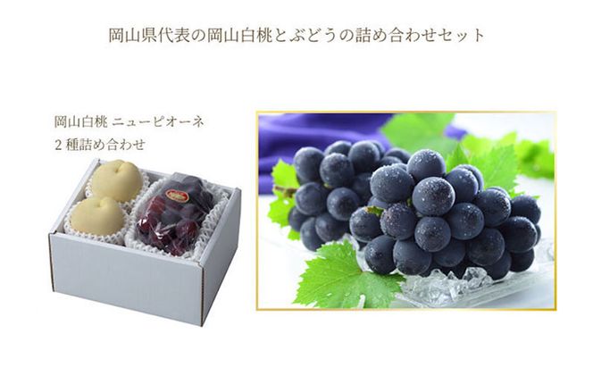 桃 ぶどう 2026年 先行予約 岡山 白桃 ロイヤル 2玉×約250g（2Lサイズ、早生種・中生種）ニュー ピオーネ 1房約500g  詰め合わせ 岡山県産 フルーツ 