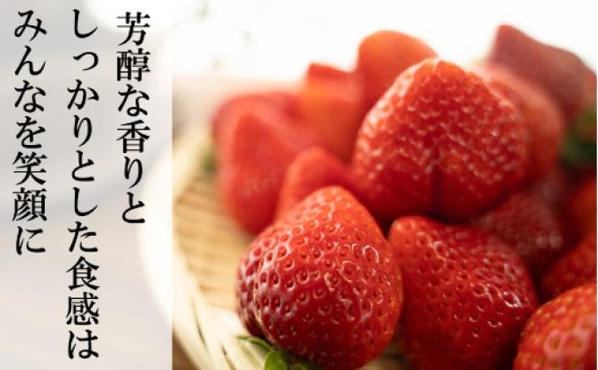 恋みのり 1kg  先行予約 約250g×4P  錦町産 いちご 恋みのり 苺 イチゴ  デザート フルーツ 2027年1月以降より順次発送 配送不可:離島