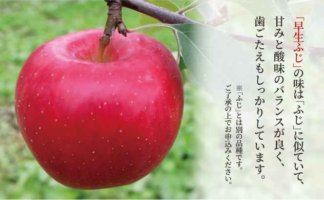【 9月・10月発送 】 家庭用 早生ふじ 約 5kg 【 青森県鶴田町産 りんご 青森りんご 】果物類 フルーツ 林檎 リンゴ 鶴田町 青森県 おやつ デザート