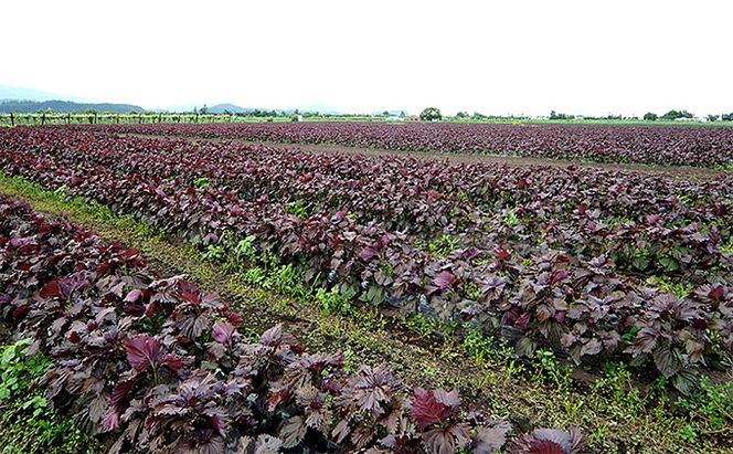 農薬不使用のシソ葉を使用した【 シソジュース 】1L×6本 セット 箱入り 飲料 野菜飲料 飲み物 水分補給 ポリフェノール 濃厚 飲みやすい 甘さ控えめ ストレートジュース [有限会社サンユー農産]