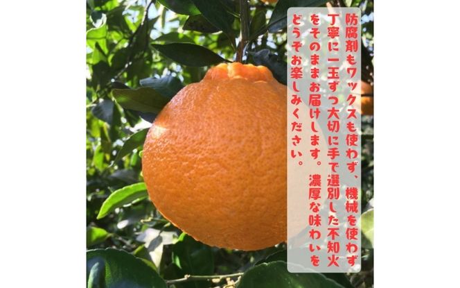 特選 濃厚 不知火 (通称デコポン)  約3kg+200g(傷み補償分) ※2027年1月下旬～3月下旬に順次発送【ard258】