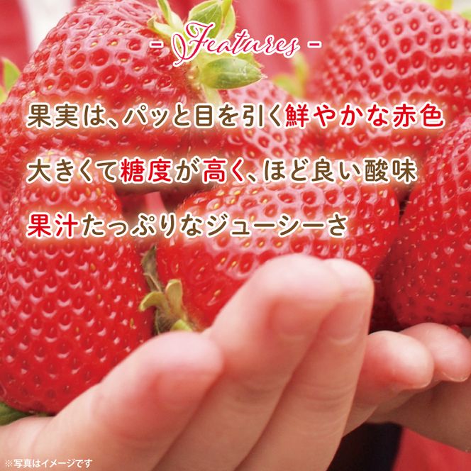 【茨城県共通返礼品/ 行方市産・水戸市産】【2027年1月中旬より順次発送】いちご 「とちおとめ」 約260gパック×4【イチゴ 苺 フルーツ 果物 甘い 大粒】(CS102)
