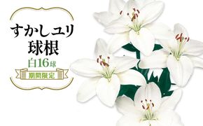 【期間限定】ユリ球根 すかしユリ 白花16球 送料無料 白