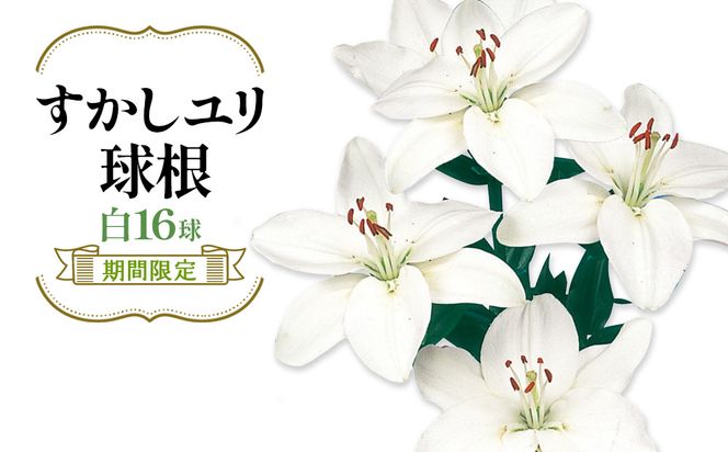 【期間限定】ユリ球根 すかしユリ 白花16球 送料無料 白