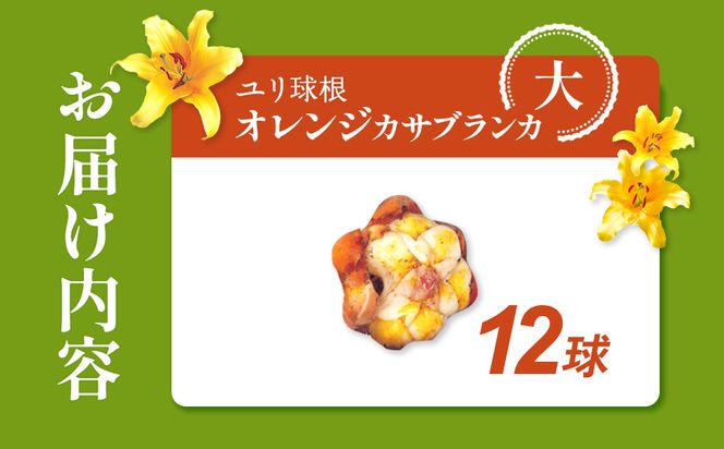 【期間限定】ユリ球根 大球オレンジカサブランカ 12球 橙花品種 花 フラワー 園芸 ガーデニング 植物 高品質 送料無料