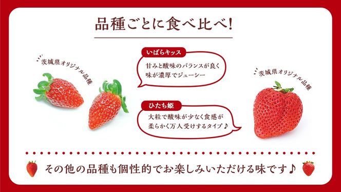 【 茨城いちごグランプリ 受賞 農園 】 完熟 いちご 4品種 食べ比べ セット イチゴ 苺 フルーツ 果物 果実 いばらキッス ひたち姫 とちおとめ やよいひめ よつぼし すず はるひ かおり野 ほしうらら [DY001ci]