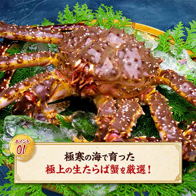 26-33 【甲羅組】カット済み特大生たらば蟹足