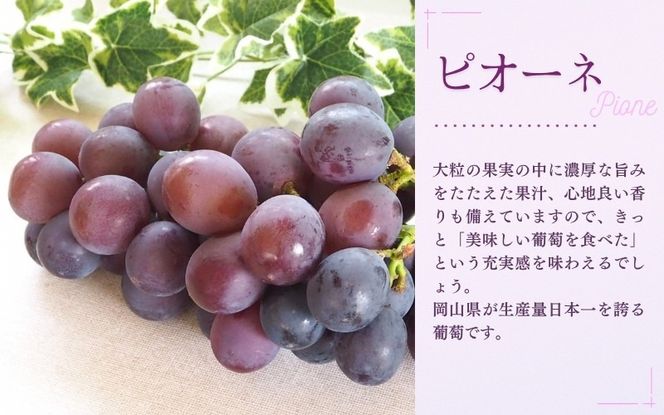 【2026年先行予約】【訳あり】NISSHOKU FARM ご家庭用ぶどう２種セット 2房 約1.0kg / ぶどう 詰め合わせ ブドウ 葡萄 シャインマスカット ピオーネ クイーンニーナ オーロラブラック 先行予約 フルーツ 訳あり 果物 大粒サイズ 【nisfarm020-01】
