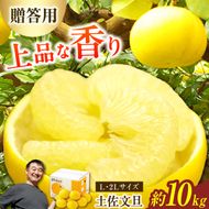 【先行予約】【果樹園直送】土佐文旦特選品贈答用　約10kg　L～2L　（20～25個）〈2027年2月中旬～3月中旬頃発送〉  /  果物 柑橘 フルーツ ぶんたん ブンタン 文旦 高知県 土佐市 お取り寄せ 産地直送 高知県 土佐市【白木果樹園】 [BQAI007]