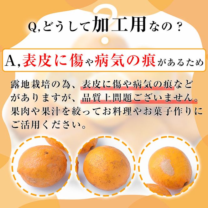 数量限定！加工用・露地マイヤーイエローレモン(2kg) 国産 果実 果物 レモン イエローレモン フルーツ 檸檬 柑橘 デザート 期間限定【桐野柑橘株式会社】akn070-02