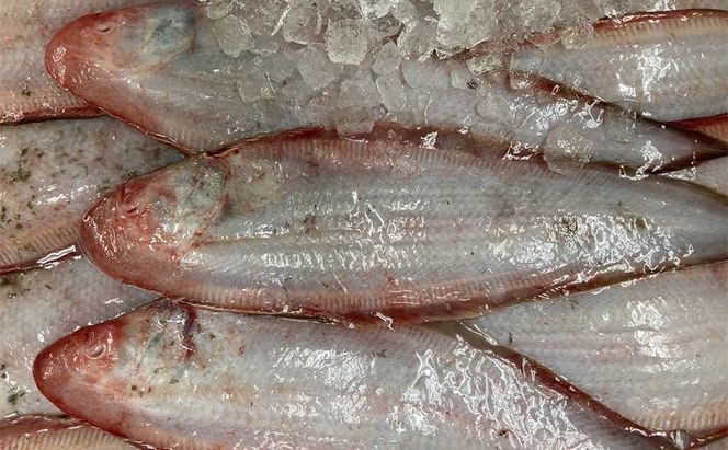 瀬戸内の魚でつくる 干物 6枚入りBOX [№5735-1939]