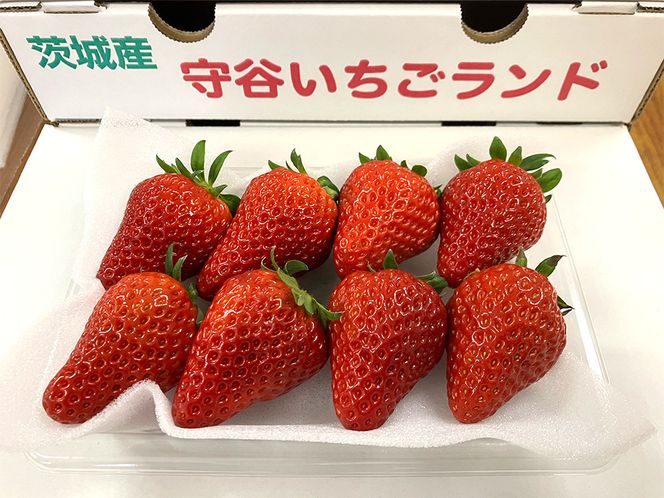 紅ほっぺ 1箱 2パック（合計540g以上） ※2026年1月下旬～4月下旬頃に順次発送予定 | いちご 苺 フルーツ 果物 くだもの 果実 完熟 冷蔵 守谷市産 茨城県 守谷市