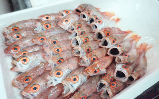 【兵庫県香住産 のどぐろ一夜干し 約600～650g 冷凍】 日本海 香住 柴山 漁港 水揚げ 国産 ノドグロ 白身魚の王様 高級魚 一夜干し 濃厚 脂 旨味 お酒 お供 肴 あて アテ ご飯 おかず ふるさと納税 おすすめ 返礼品 兵庫県 香美町 宿院商店 33-15