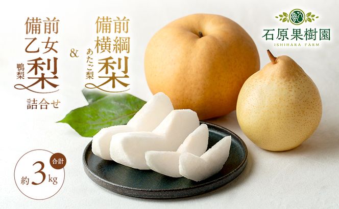 梨 2026年 先行予約 備前横綱梨（あたご梨）1玉 (1～1.5kg)・備前乙女梨（鴨梨） 3～5玉 詰合せ 合計約3.0kg【11月下旬～12月中旬頃発送】 岡山県産 フルーツ ギフト 石原果樹園 果物 