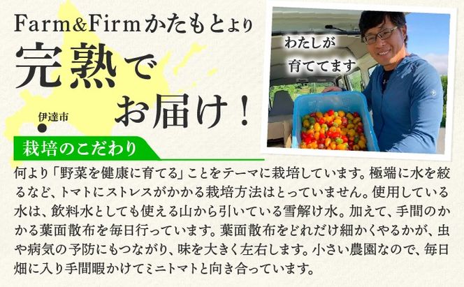 ＜先行予約＞ミニトマト ほれまる 1.5kg【ffk-001】北海道 伊達市 野菜 新鮮 ふるさと納税 送料無料