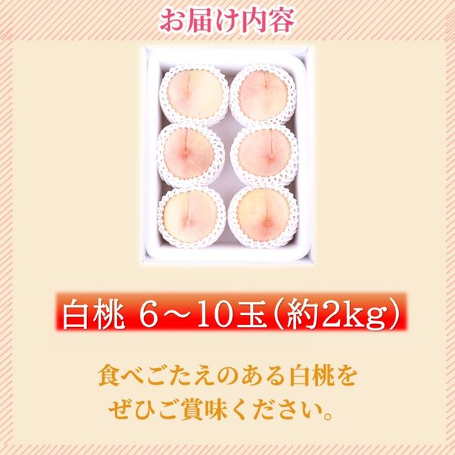 2027年 早期受付【高島屋選定品】「雲岡園芸」雲岡健二さんの白桃 6～10玉（約2kg） もも モモ 岡山県産 国産 フルーツ 果物 ギフト