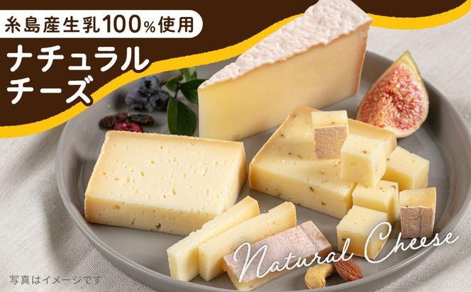 【糸島産生乳100％使用の手作りチーズ】コハク熟成 1ホール 糸島市 / 糸島ナチュラルチーズ製造所TAK-タック- [AYC011] チーズ おつまみ 乳製品 ギフト 贈答 贈り物 手づくり 生乳 プレゼント