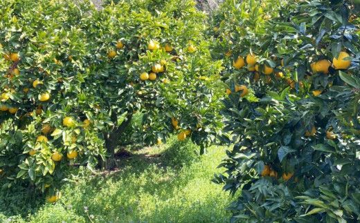 家庭用 先行予約 2026年発送 愛南ゴールド（河内晩柑）約10kg みかん 蜜柑 河内晩柑 グレープフルーツ 柑橘 果物 フルーツ 前田ファーム 愛媛 愛南【発送期間 3月下旬～5月上旬 】(なくなり次第終了)