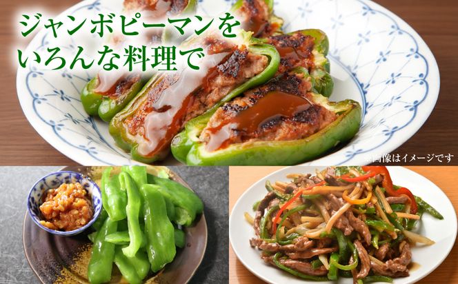 【先行予約】産地直送 とんがりジャンボピーマン 2kg 野菜 やさい 野菜炒め サラダ 夏野菜 新鮮 旬 無限ピーマン おつまみ BBQ バーベキュー 肉詰め 熊本県 八代市【2026年3月中旬より順次発送】