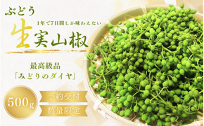 【先行予約・数量限定】 ぶどう生山椒 500g 【2025年5月中旬から5月下旬にお届けいたします】/山椒 さんしょう 生山椒 生さんしょう 調味料 スパイス 香辛料 山椒の実 山椒の実生 実【twn007A】