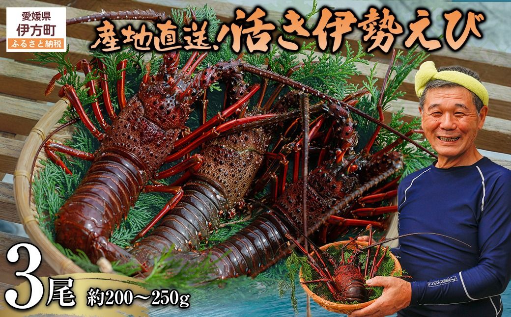 [先行予約][数量限定]産地直送!活き伊勢えび 約200〜250g×3尾 ※北海道・東北地方・沖縄・離島への配送不可(2025年9月上旬頃より順次発送)