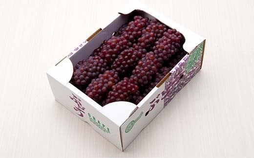 FYN6-064 ≪2026年先行予約≫山形県産 デラウェア 1.8kg(9～16房) 秀品 2026年8月上旬から順次発送 種無し 小粒 食べやすい ぶどう ブドウ 葡萄 くだもの 果物 フルーツ 夏果実 箱入り 中元 贈り物 ギフト 自宅 家庭 産地直送 山形県 西川町 月山