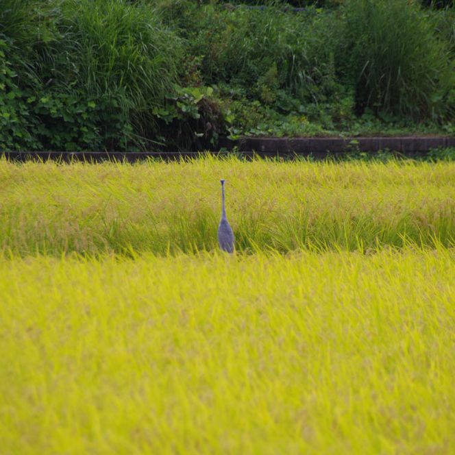 【令和7年産】コシヒカリ　5kg【安心 美味しい お米 おにぎり 茨城県 北茨城市】(BD102)