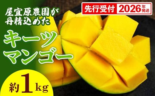 [先行受付][2026年発送]屋宜原農園が丹精込めた「キーツマンゴー」約1kg - 先行予約 沖縄 産地直送 南国フルーツ 旬の味覚 沖縄県産 国産マンゴー 希少種 オススメ 沖縄県 八重瀬町