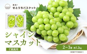 ぶどう 2026年 先行予約 ご家庭用 シャインマスカット 2～3房 約1.2kg ブドウ 葡萄 岡山県産 国産 フルーツ 果物 直送！せとうちバスケット 