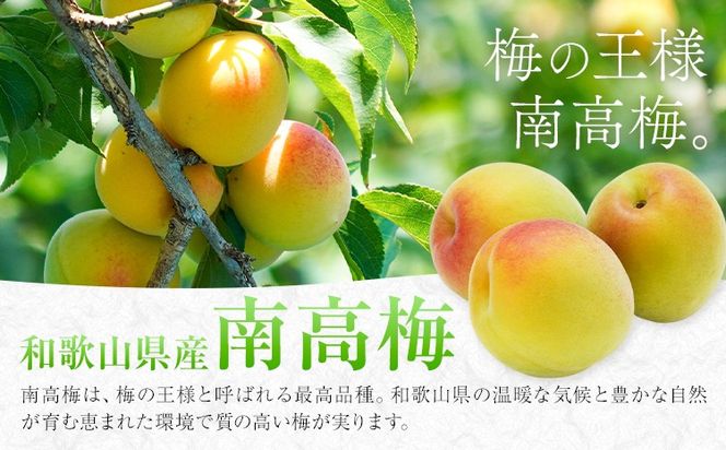 和歌山産 南高梅使用 うめドリンク 果汁10% 30缶 195g/1缶 南海果工株式会社《30日以内に出荷予定(土日祝除く)》和歌山県 日高川町 ジュース 梅 うめ ウメ 送料無料---wshg_nkk1_30d_26_14000_30---