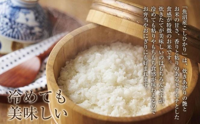 魚沼産 こしひかり 6kg ×3袋 計18kg 米 お米 新潟 魚沼 魚沼産 白米 送料無料 新潟県産 精米 産直 産地直送 契約農家 お取り寄せ 壱成 新潟県 