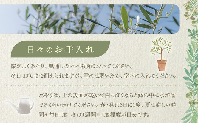 オリーブの木　XSサイズ　高さ80～100cm 372013_KB004