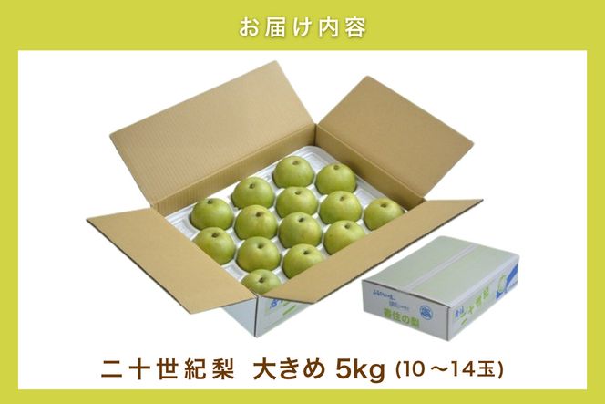 2026年産 先行予約【梨 20世紀梨 香住梨 5kg 大きめ（1玉350g～500gを10～14玉）】【令和8年8月下旬以降発送予定】二十世紀梨 大玉 シャキシャキ 甘味 瑞々しさ 香住梨 フルーツ フルーツ先行予約 果物 贈答品 ギフト なし ナシ 和梨 青梨 大人気 おすすめ ランキング 兵庫県 香美町 香住 JAたじま 16000円 12-05