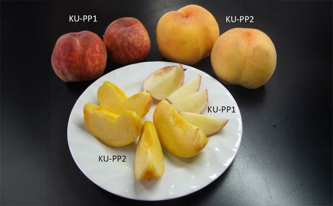 桃 2026年 先行予約 瀬戸の夕波 KU-PP2 約1.2kg 6～8玉 新品種 モモ もも フルーツ 果物 岡山 赤磐市産