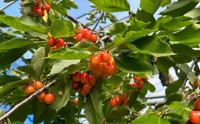 北海道仁木町産 さくらんぼジャム 120g×4本 [iori farm] 栽培期間中 除草剤不使用