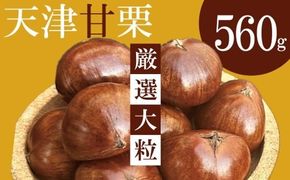 ＜予約受付＞この道50年の職人が焼く、やさしい甘みたっぷりの「厳選大粒」天津甘栗560g！ 焼きたて 栗 くり 栗爪 殻付き お菓子 おつまみ 人気 高リピート 小分け 栗ご飯 栗きんとん 甘露煮 H045-103
