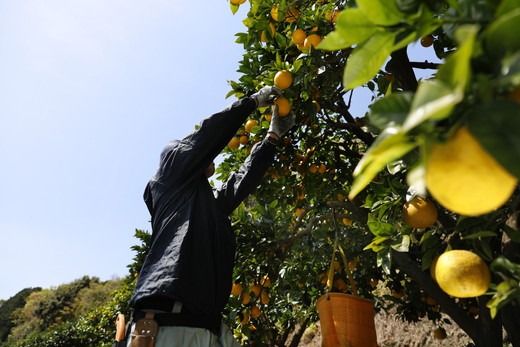 【先行予約】【家庭用】河内晩柑8kg ｜ 河内晩柑 訳あり 正品 贈答 柑橘 みかん 愛南ゴールド サイズミックス 規格外 ※離島への配送不可 ※2026年5月上旬～6月下旬頃に順次発送予定