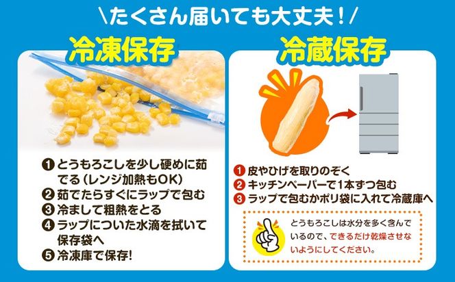 新登場★ トウモロコシ 味来 【収穫後当日出荷！】 夏祭り 選べる 約5kg 約10kg 13本前後 26本前後 《6月中旬-7月中旬頃出荷予定》 茨城県 結城市 野菜 甘味が強い 柔らかい ジューシー フルーティー 夏野菜 コーン【配送不可地域あり】(北海道・沖縄・離島)---yuki_local_759_5kg---