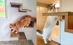 愛猫と泊まる一棟貸しヴィラ「Asovillage NYANYA」1泊宿泊券（1頭・2名様） SMU037