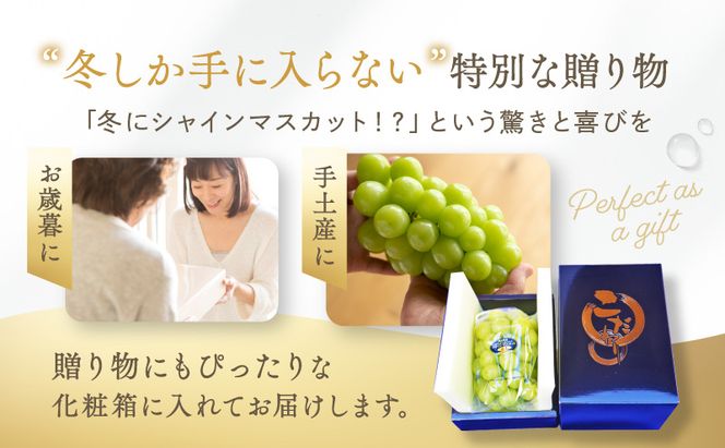 【2026年先行予約】 ぶどう 冬の贅沢 シャインマスカット 2房(1.4kg以上：1房700g以上×2箱）【11月20日から12月12日の期間に発送】 葡萄 ブドウ 岡山県産 フルーツ 果物 数量限定 期間限定 岡山 里庄町 