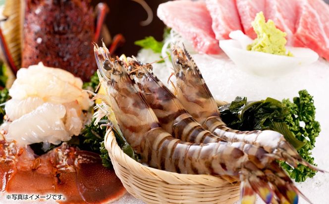 天草産 活〆冷凍 車海老 250g（特大）6～7尾 車えび 車エビ えび 海老 エビ 冷凍 国産 熊本県 上天草市【2025年11月下旬発送開始】