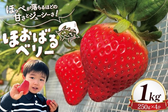 y茧szAI377 y2025N12Jnz ق΂x[  1kg 250g 4pbN [  C`S 1L Â  ܂ t[c ʕ oc_~ 茧 s]