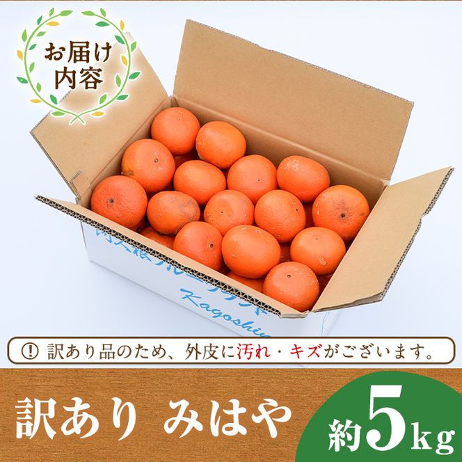 ＜先行予約受付中！2026年12月以降順次発送予定＞＜数量限定・訳あり＞みはや(約5kg) 国産 鹿児島県 阿久根市 果実 果物 フルーツ 柑橘 みかん ミカン デザート 酸味 甘味 期間限定 数量限定【桐野柑橘株式会社】akn070-01