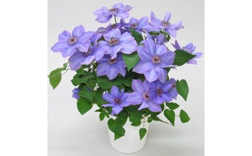 【先行予約】【長谷川園芸】品種おまかせブルー系クレマチス5寸【母の日 ギフト プレゼント 贈答 花のある生活】(AT210)