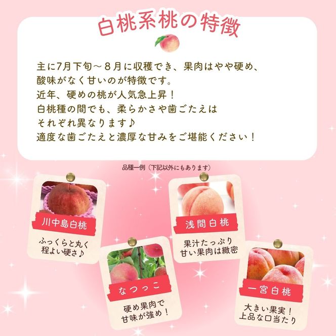 【先行予約】朝もぎ直送！ 「  桃 白桃 系 」 5～8玉 約2kg規格箱入り【高機能共選機使用】【先行予約】 選び抜かれた 桃 山梨県産 モモ 白桃 フルーツ 果物 くだもの 人気 産地直送 厳選 贈答 贈り物 甘い 予約 [注目]【tab0097】