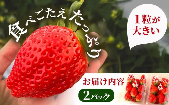 【先行予約】出会いの森いちご園 スカイベリー （290g×2パック） | いちご イチゴ 苺 栃木県 果物 くだもの フルーツ スカイベリー 新鮮 贈答 ギフト デザート スイーツ ※離島への配送不可 ※2026年12月上旬頃から2027年3月下旬頃に順次発送予定